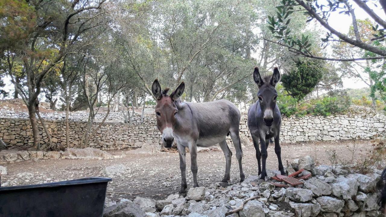Authentic Ap For 2, Babino Polje,Mljet Daire Dış mekan fotoğraf